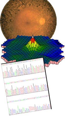 IRD Phenotype & Genotype